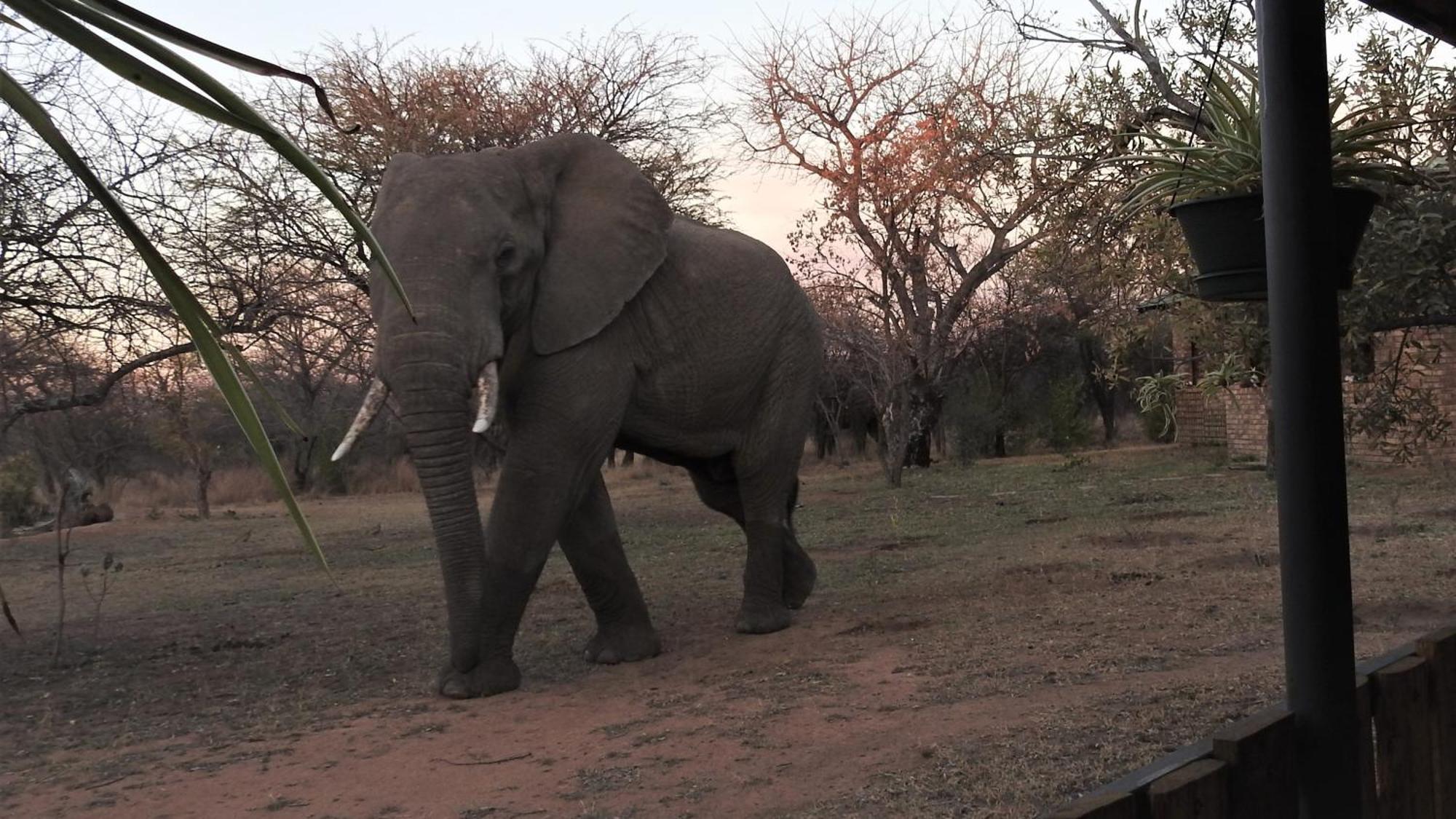 Marulani Bush Lodge Klipdrift 외부 사진